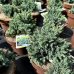 Borievka šupinatá (Juniperus squamata) ´BLUE STAR´ - ∅ 15-20 cm, kont. C2L